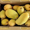 Ataulfo Mango Tree Live Plant – Grafted – 2-3 ft Tall – Sweet, Fiberless Fruit - Image 1