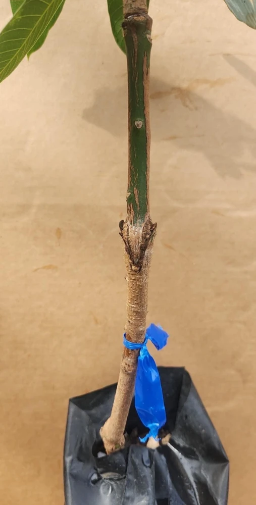 Ataulfo Mango Tree Live Plant – Grafted – 3-4ft Tall – Sweet, Fiberless Fruit - Image 3