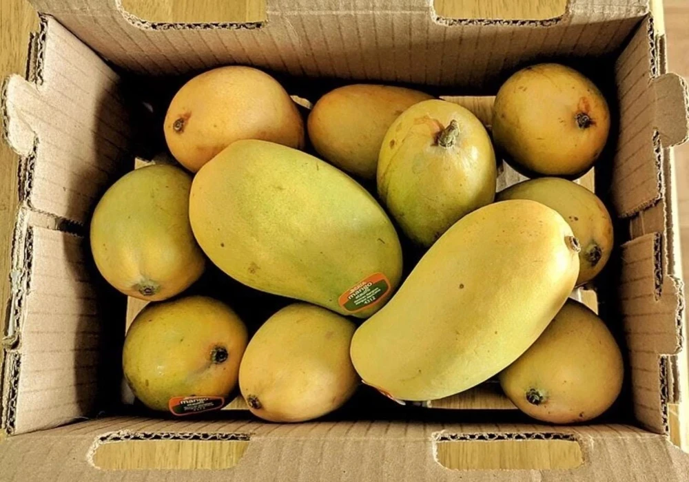 Ataulfo Mango Tree Live Plant – Grafted – 3-4ft Tall – Sweet, Fiberless Fruit - Image 4