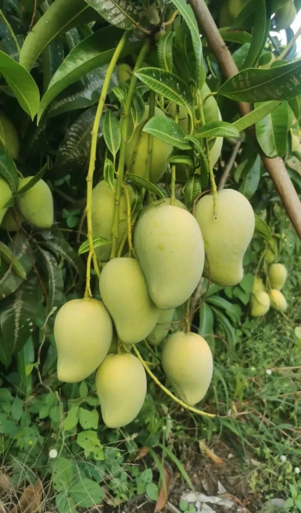 Ataulfo Mango Tree Live Plant – Grafted – 3-4ft Tall – Sweet, Fiberless Fruit - Image 6