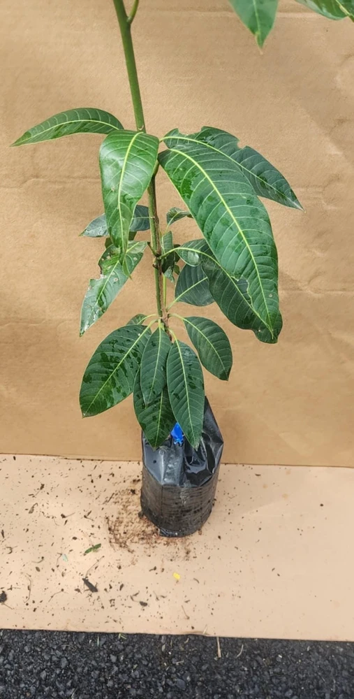 Ataulfo Mango Tree Live Plant – Grafted – 3-4ft Tall – Sweet, Fiberless Fruit - Image 1