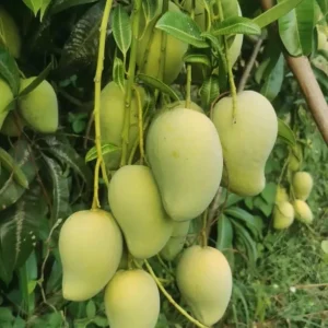 Ataulfo Mango Tree Seedling - Live Plant - Fast-Growing, High-Yield 12 inch - Image 4