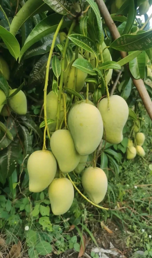 Ataulfo Mango Tree Seedling - Live Plant - Fast-Growing, High-Yield 12 inch - Image 4