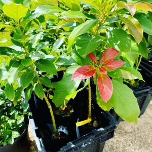 Avocado Long Neck Live Tree - 18-24 inch Aguacate Plant - Fruit Bearing - Image 4