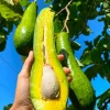 Avocado Long Neck Live Tree - 18-24 inch Aguacate Plant - Fruit Bearing - Image 1