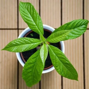 Avocado tree GWEN (Perseamericana) Live tree fruit cuello largo 18inch-24 Aguacate - Image 5