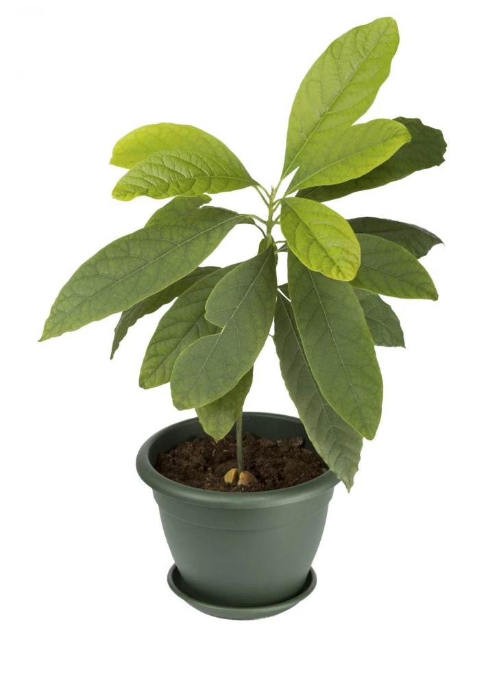 Avocado tree GWEN (Perseamericana) Live tree fruit cuello largo 18inch-24 Aguacate - Image 6