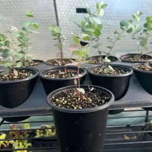 Baby Blue Eucalyptus Live Plant – Fragrant Blue-Green Foliage – 3-inch Pot - Image 3
