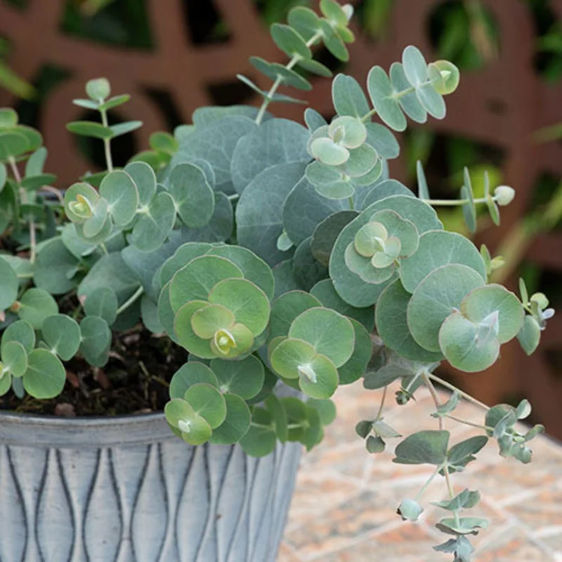 Baby Blue Eucalyptus Live Plant – Fragrant Blue-Green Foliage – 3-inch Pot - Image 4