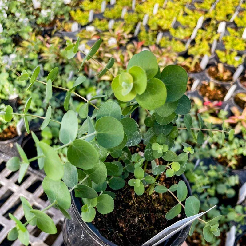 Baby Blue Eucalyptus Live Plant – Fragrant Blue-Green Foliage – 3-inch Pot - Image 5