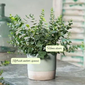 Baby Blue Eucalyptus Live Plant – Fragrant Blue-Green Foliage – 3-inch Pot - Image 6