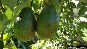 Bacon Avocado Live Fruit Tree - Grafted Persea Americana, 30-48in Tall - Image 2