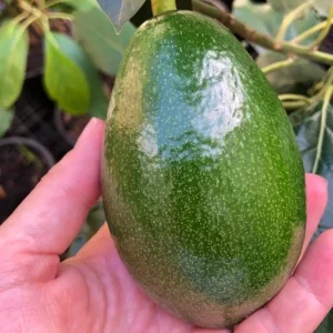 Bacon Avocado Live Fruit Tree - Grafted Persea Americana, 30-48in Tall - Image 4