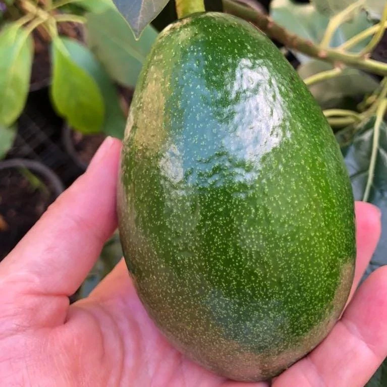 Bacon Avocado Live Fruit Tree - Grafted Persea Americana, 30-48in Tall - Image 4