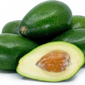 Bacon Avocado Live Fruit Tree - Grafted Persea Americana, 30-48in Tall - Image 5