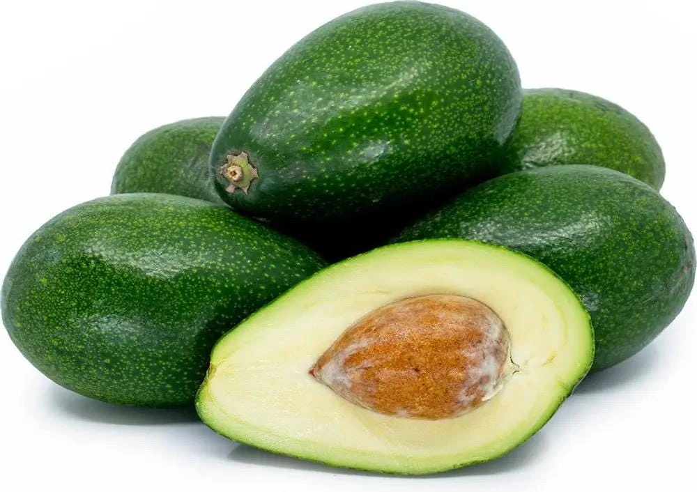 Bacon Avocado Live Fruit Tree - Grafted Persea Americana, 30-48in Tall - Image 5