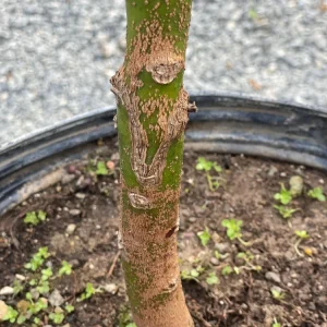 Bacon Avocado Live Fruit Tree - Grafted Persea Americana, 30-48in Tall - Image 6