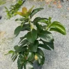 Bacon Avocado Live Fruit Tree - Grafted Persea Americana, 30-48in Tall - Image 1