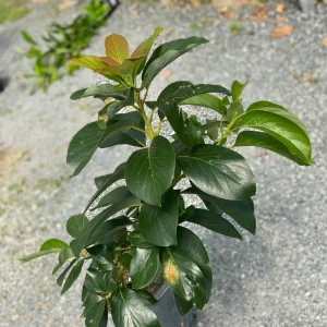 Bacon Avocado Live Fruit Tree - Grafted Persea Americana, 30-48in Tall - Image 1