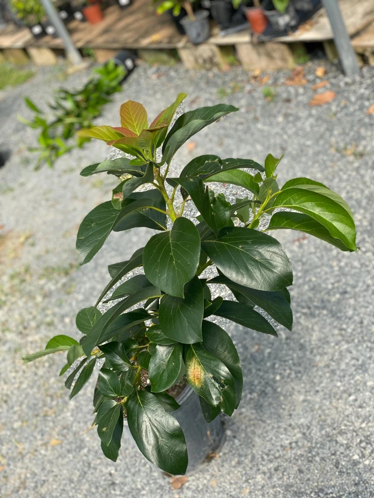 Bacon Avocado Live Fruit Tree - Grafted Persea Americana, 30-48in Tall - Image 1