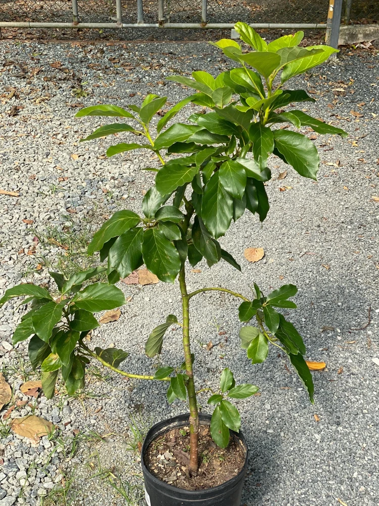 Bacon Avocado Live Fruit Tree - Grafted Persea Americana, 30-48in Tall - Image 7