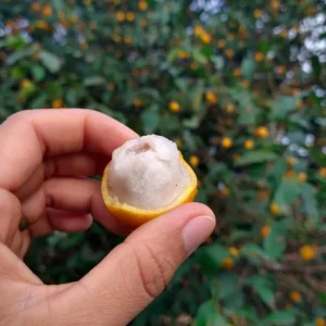Bacupari Tropical Live Fruit Tree - Garcinia brasiliensis - 10-24 inch - Image 2