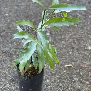 Bacupari Tropical Live Fruit Tree - Garcinia brasiliensis - 10-24 inch - Image 3