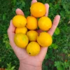 Bacupari Tropical Live Fruit Tree - Garcinia brasiliensis - 10-24 inch - Image 1