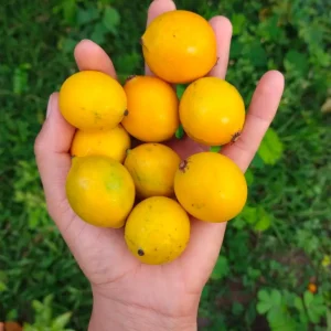 Bacupari Tropical Live Fruit Tree - Garcinia brasiliensis - 10-24 inch - Image 1