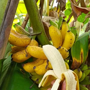 Banana Apple Live Fruit Tree - Musa Acuminata Plant - 10in-1ft Tall - Image 2