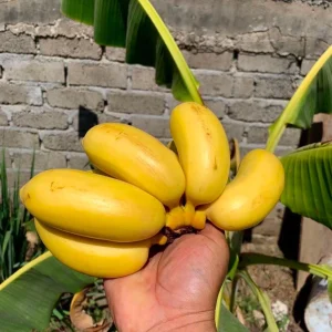 Banana Apple Live Fruit Tree - Musa Acuminata Plant - 10in-1ft Tall - Image 3