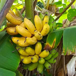 Banana Apple Live Fruit Tree - Musa Acuminata Plant - 10in-1ft Tall - Image 4