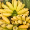 Banana Apple Live Fruit Tree - Musa Acuminata Plant - 10in-1ft Tall - Image 1