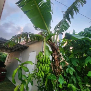Banana Tree Seeds - Musa acuminata - Grow Your Own Fresh Bananas - Image 2