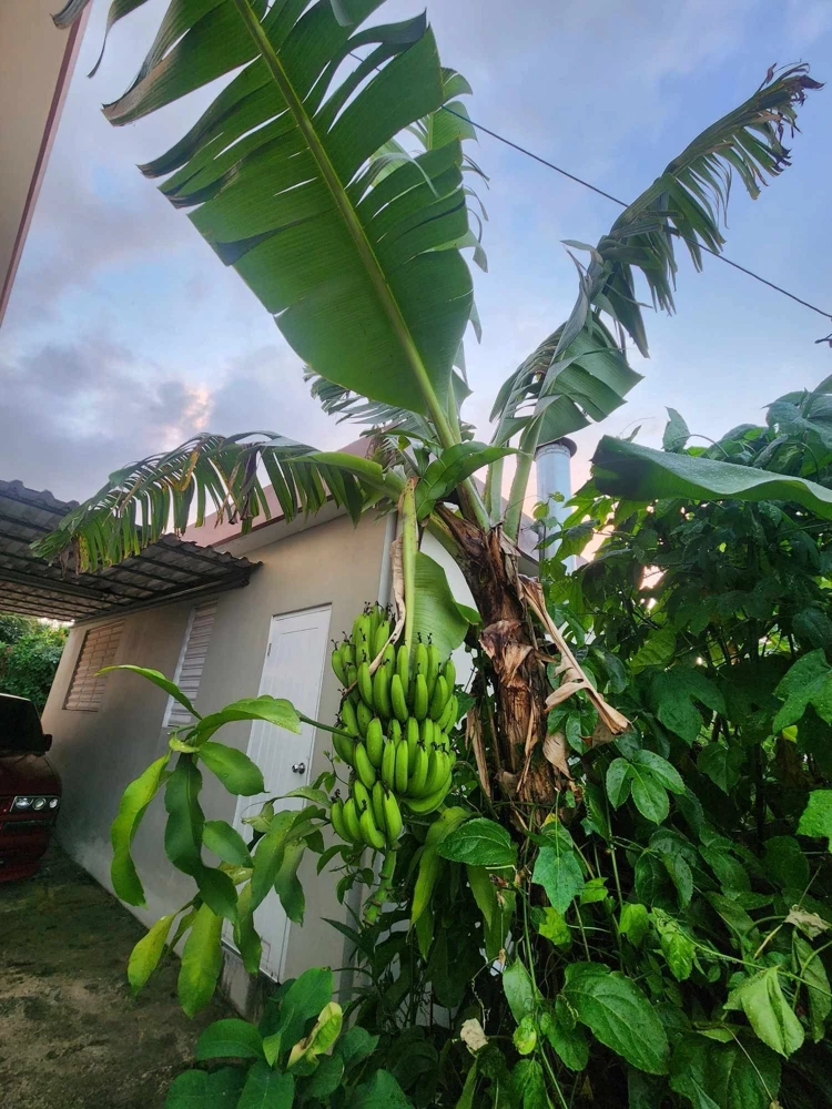 Banana Tree Seeds - Musa acuminata - Grow Your Own Fresh Bananas - Image 2