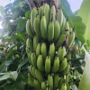 Banana Tree Seeds - Musa acuminata - Grow Your Own Fresh Bananas - Image 1