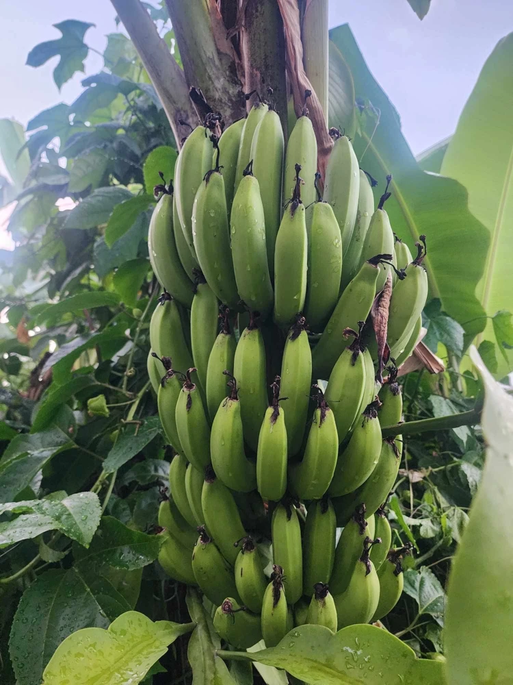 Banana Tree Seeds - Musa acuminata - Grow Your Own Fresh Bananas - Image 1