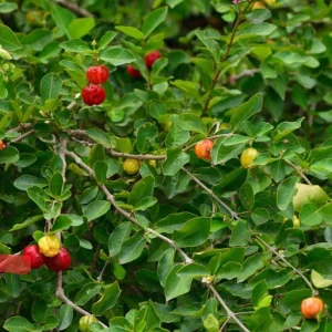 Barbados Cherry Live Fruit Tree (Malpighia emarginata) 2-3 ft Tall - Image 2