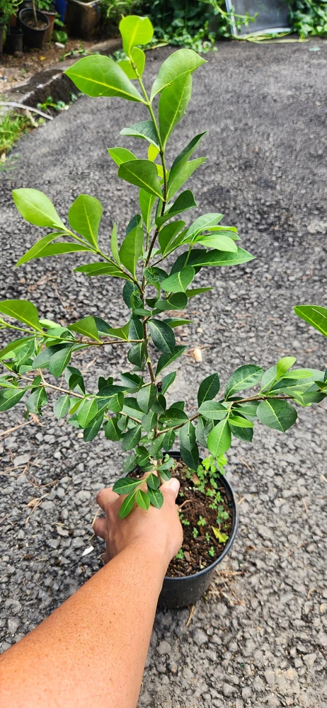 Barbados Cherry Live Fruit Tree (Malpighia emarginata) - Acerola Plant 12-24 inch - Image 2