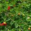 Barbados Cherry Live Fruit Tree (Malpighia emarginata) - Acerola Plant 12-24 inch - Image 1