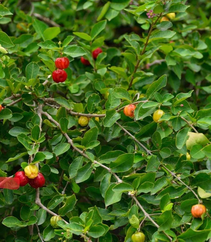 Barbados Cherry Live Fruit Tree (Malpighia emarginata) - Acerola Plant 12-24 inch - Image 1