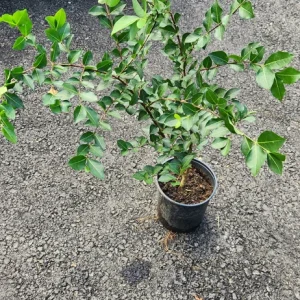 Barbados Cherry Live Fruit Tree (Malpighia emarginata) - Acerola Plant 12-24 inch - Image 3