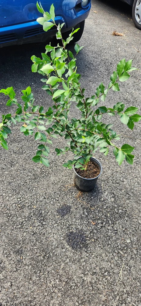 Barbados Cherry Live Fruit Tree (Malpighia emarginata) - Acerola Plant 12-24 inch - Image 3