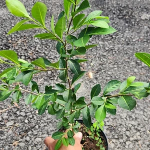 Barbados Cherry Live Fruit Tree (Malpighia emarginata) 2-3 ft Tall - Image 3