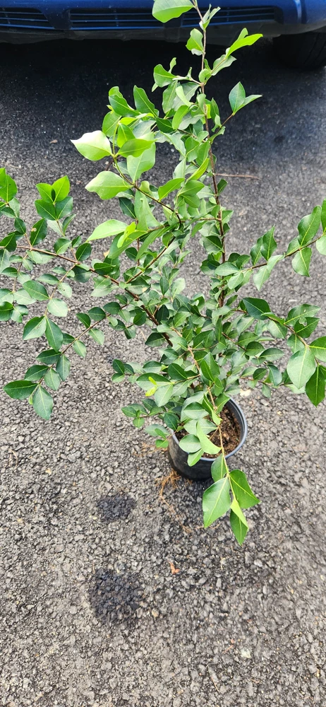 Barbados Cherry Live Fruit Tree (Malpighia emarginata) - Acerola Plant 12-24 inch - Image 4