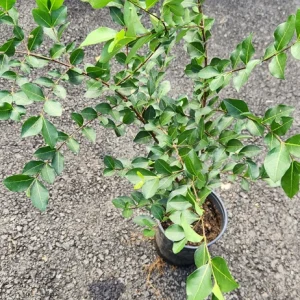Barbados Cherry Live Fruit Tree (Malpighia emarginata) 2-3 ft Tall - Image 4