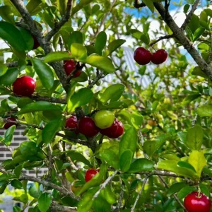 Barbados Cherry Live Plant, 4-7 Inch Acerola Cherry Starter Tree, Tropical Fruit for Outdoor Garden - Image 4
