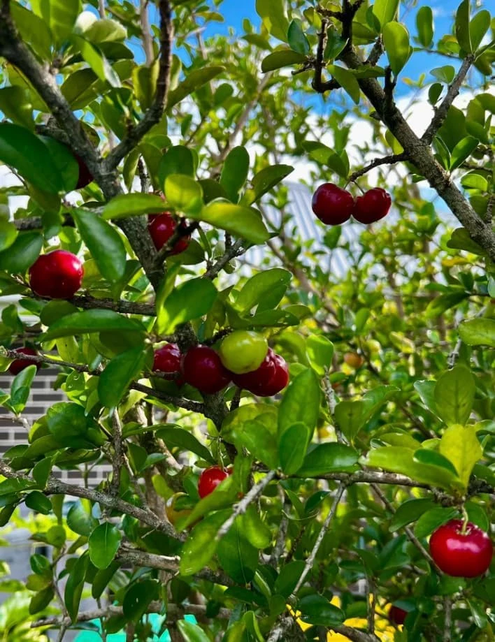 Barbados Cherry Live Plant, 4-7 Inch Acerola Cherry Starter Tree, Tropical Fruit for Outdoor Garden - Image 4