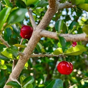 Barbados Cherry Live Plant, 4-7 Inch Acerola Cherry Starter Tree, Tropical Fruit for Outdoor Garden - Image 5