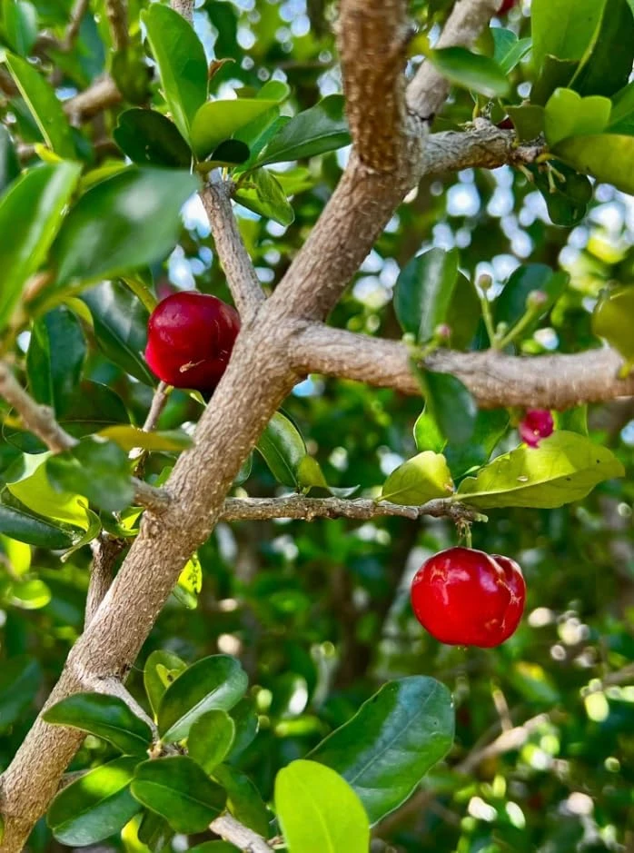 Barbados Cherry Live Plant, 4-7 Inch Acerola Cherry Starter Tree, Tropical Fruit for Outdoor Garden - Image 5